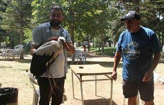 Konya’da insanlardan kaçmadan gezinen yavru leylek...