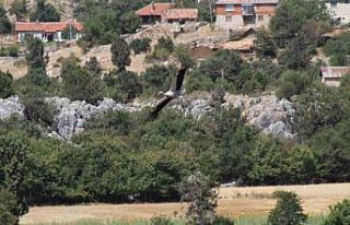 Konya’da leyleklerin mekanları sessizliğe büründü