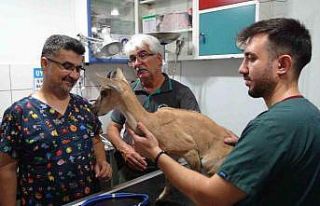 Köpekler tarafından saldırıya uğrayan ve tedavisi...