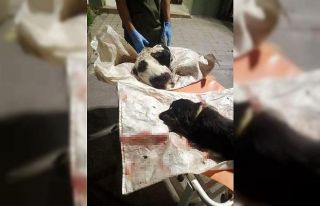 Köpeklerin çuvala konup atıldığı iddiası