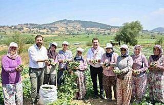 Kornişon salatası binlerce aileye ekmek kapısı...