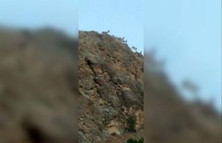 Koruma altındaki dağ keçileri tarihi ilçede görüntülendi