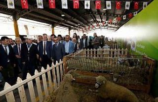 Küçükbaş hayvancılık festivali için geri sayım...