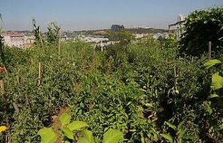 Küçükçekmeceliler, kentin ortasında organik tarım...