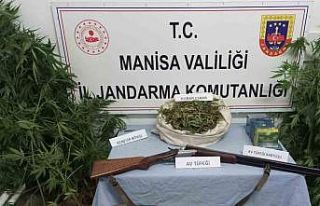 Kula’da uyuşturucu operasyonu: 386 kök kenevir,...