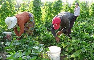 Kuraklık Gevaş fasulyesini vurdu