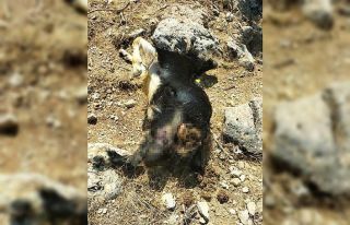 Kurt sürüsü keçilere saldırdı, 16 hayvan telef...