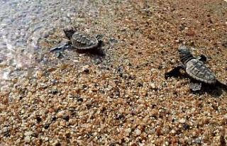 Kuşadası’nda 33 caretta caretta yavrusu denizle...