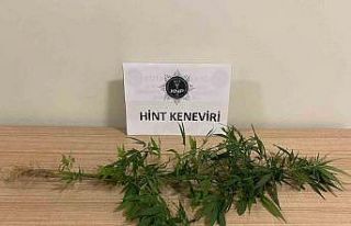 Kütahya’da bir evde Hint keneviri ele geçirildi