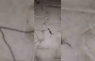 Kuyruğuna ip taktığı akrebi müzik eşliğinde...