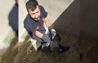 Kuyuda mahsur kalan kaplumbağalar kurtarıldı