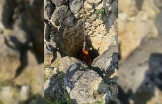 Kuyuya düşen inek 4 gün sonra kurtarıldı