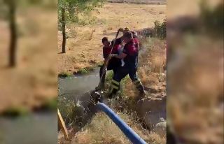 Kuyuya düşen köpeği itfaiye ekipleri kurtardı