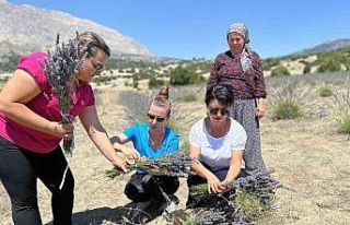 Lavanta hasadı yüzleri güldürdü
