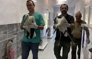 Leylek yavruları tedavi edilerek doğaya salındı