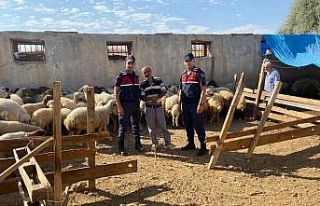 Malatya’da kayıp koyunları jandarma buldu