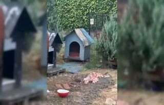 Maltepe’de vatandaşların fare sitemine belediyeden...