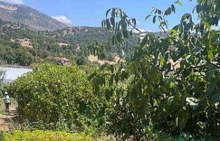 Mamak Belediyesi çiftçilerin yanında