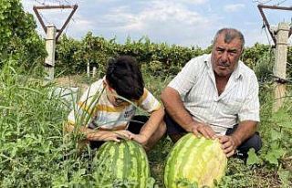 Manisalı çiftçi üzüm bağında 30 kiloluk karpuz...