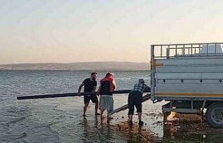 Manyas gölüne sazan balığı yavruları salındı