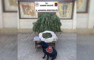 Mardin’de 4 buçuk kilo kubar esrar ele geçirildi