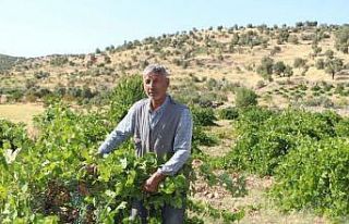 Mardin’de dördüncü kuşak üzüm yetiştiricisi...