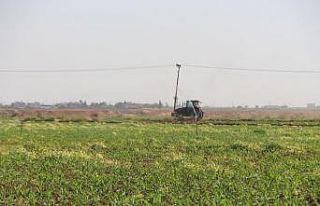 Mardin’de ikinci ürün olan mısır bir ay gecikmeli...