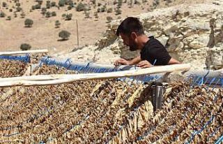 Mardin’de kavurucu sıcakta zorlu tütün mesaisi