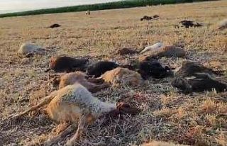 Mardin’de suya karışan zirai ilaç 85 hayvanın...