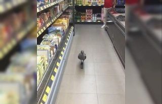 Markette davetsiz misafir