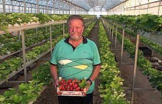 Memleketinde sera kurdu: Ektiği topraksız çilek...