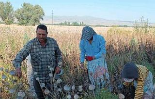 Memleketten uzakta 460 TL yevmiye ile çalışıyorlar