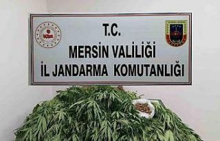 Mersin’de 341 kök kenevir ele geçirildi