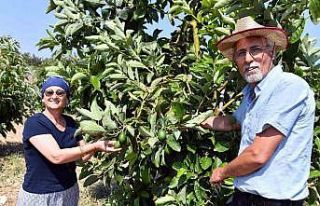 Mersin’de avokado fidanı desteği üreticilerin...