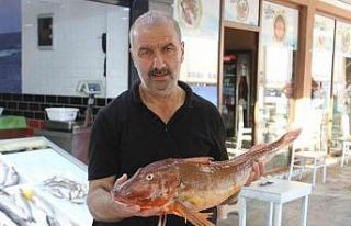 Mezgit avlarken 5 kilogramlık kırlangıç yakaladılar:...