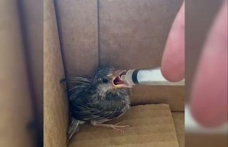 Minik serçe yavrusu şefkatli ellerde