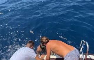 Misina ve kanca takılı caretta carettayı tur teknesi...