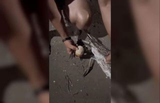 Misinaya dolanan martıyı kurtarma operasyonu: O...