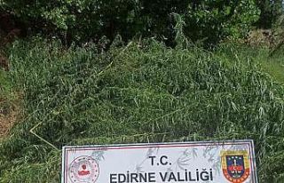 Mısır tarlasında 26 bin 500 kök kenevir ele geçirildi