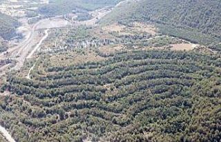 Muğla Valiliği: "Akbelen’e izin sahibi 130...