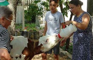 Muğla’da ‘Buzağı Güzellik Yarışması’...