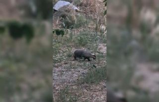 Muğla’da kırmızı listedeki porsuk görüntülendi