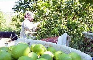 Muğla’da limon üretiminde yüzde 222 artış bekleniyor