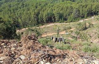 Muğla’da orman kesim alanında iş kazası: 1 ölü