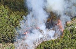 Muğla’da orman yangını