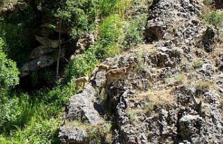 Munzur Dağlarında dağ keçileri görüntülendi