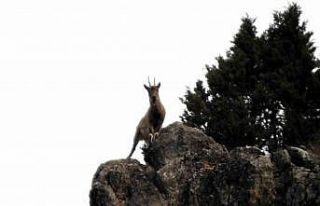 Munzur Dağlarında yaban keçileri görüntülendi