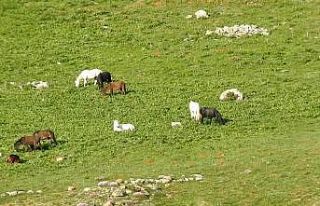 Munzur Dağlarındaki yılkı atları görüntülendi