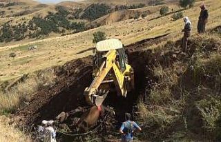 Muş’ta dereye düşen inek iş makinesiyle kurtarıldı