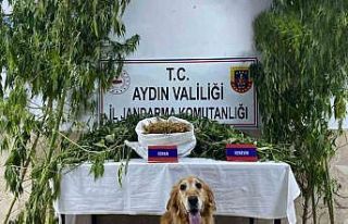 Nazilli’de uyuşturucu operasyonu: 1 yakalama